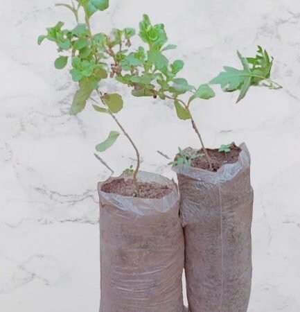 Pépinière de STEVIA REBAUDIANA