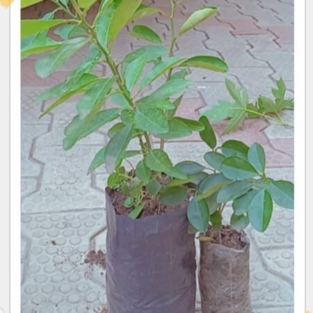 Pépinière de Morinda Citrifolia (NONI)