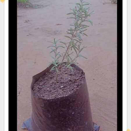 Pépinière de Rosmarinus officinalis (Romarin)