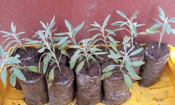 IMG 20260207 092347 966