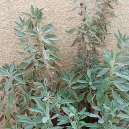 Pépinière de Sauge Officinale (Salvia officinalis)