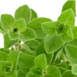 Pépinière d’ORIGAN (Origanum vulgare)