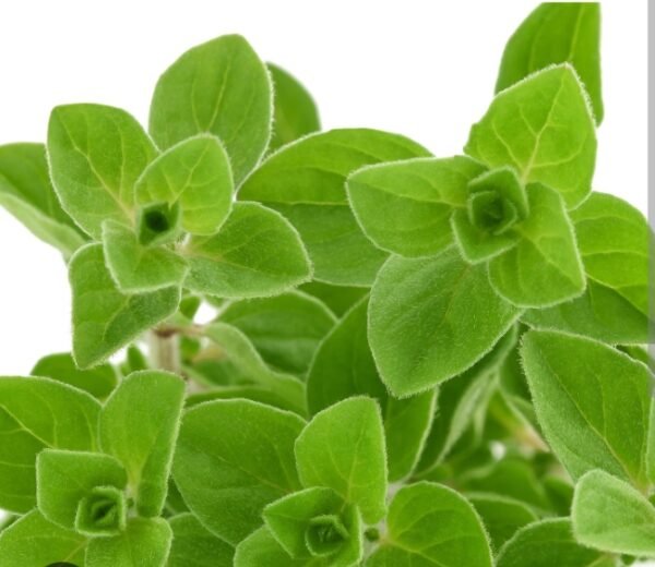 Screenshot 20260219 194917 1 Screenshot 20260219 194917 1