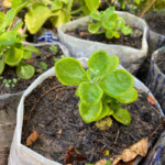 Pépinière d’ORIGAN (Origanum vulgare)