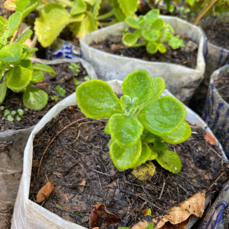 Pépinière d'ORIGAN (Origanum vulgare)
